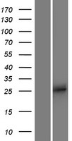 ls010930 apobec2 human over expression lysates nm 006789 wb testing 1