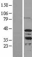 ls010933 mrg15 morf4l1 human over expression lysates nm 006791 wb testing 1
