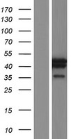 ls010933 mrg15 morf4l1 human over expression lysates nm 206839 wb testing 2