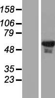 ls010938 ehd1 human over expression lysates nm 006795 wb testing 1