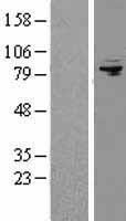 ls010939 afg3l2 human over expression lysates nm 006796 wb testing 1