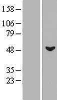 MSL3L1 (MSL3) Human Over-expression Lysates NM_078628
