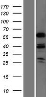 MSL3L1 (MSL3) Human Over-expression Lysates NM_078629