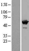 SF3A3 Human Over-expression Lysates NM_006802