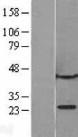 CBX1 Human Over-expression Lysates NM_001127228