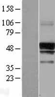 SERINC3 Human Over-expression Lysates NM_006811