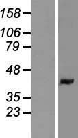 ls010960 lman2 human over expression lysates nm 006816 wb testing 1