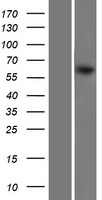 STIP1 Human Over-expression Lysates NM_006819