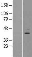 ls010969 ebna1 binding protein 2 ebna1bp2 human over expression lysates nm 006824 wb testing 2