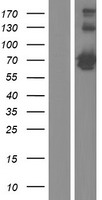 CKAP4 Human Over-expression Lysates NM_006825