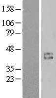 Cyclin (CCNI) Human Over-expression Lysates NM_006835
