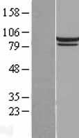 Mitofilin (IMMT) Human Over-expression Lysates NM_006839