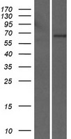 LILRB5 Human Over-expression Lysates NM_001081442