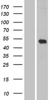 LILRB5 Human Over-expression Lysates NM_001081443