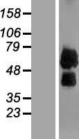 LILRB4 Human Over-expression Lysates NM_006847