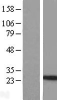 IL24 Human Over-expression Lysates NM_006850