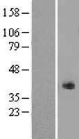 Kallikrein 11 (KLK11) Human Over-expression Lysates NM_006853