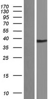 ls011012 kallikrein 11 klk11 human over expression lysates nm 144947 wb testing 2
