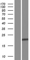KDELR2 Human Over-expression Lysates NM_001100603