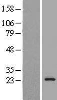 KDELR3 Human Over-expression Lysates NM_016657