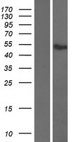 ls011016 atf7 human over expression lysates nm 001130059 wb testing 1