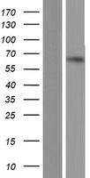 TDRKH Human Over-expression Lysates NM_001083964