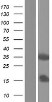 ls011023 vax1 human over expression lysates nm 001112704 wb testing 1