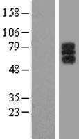 LILRA1 Human Over-expression Lysates NM_006863