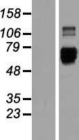 ls011025 lilrb3 human over expression lysates nm 006864 wb testing 1