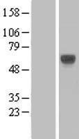 ls011026 lilra3 human over expression lysates nm 006865 wb testing 2