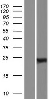 RBPMS Human Over-expression Lysates NM_001008710