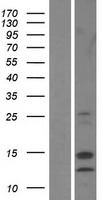 Destrin (DSTN) Human Over-expression Lysates NM_001011546