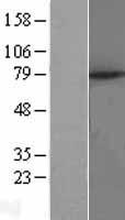 ls011043 mid2 human over expression lysates nm 052817 wb testing 1
