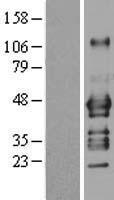 ls011047 adrm1 human over expression lysates nm 007002 wb testing 1
