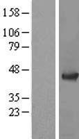 ls011047 adrm1 human over expression lysates nm 175573 wb testing 2