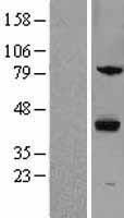 ls011055 zpbp1 zpbp human over expression lysates nm 007009 wb testing 1