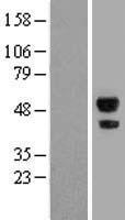 ABHD2 Human Over-expression Lysates NM_152924