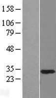 ls011066 u1snrnpbp snrnp35 human over expression lysates nm 007020 wb testing 1