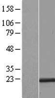 ls011079 rer1 human over expression lysates nm 007033 wb testing 1