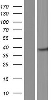 DNAJB4 Human Over-expression Lysates NM_007034