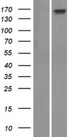 ls011093 adamts13 human over expression lysates nm 139025 wb testing 1