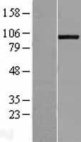 ls011095 adamts8 human over expression lysates nm 007037 wb testing 1