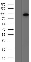 HNRPUL1 (HNRNPUL1) Human Over-expression Lysates NM_007040