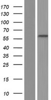 PRDM7 Human Over-expression Lysates NM_001098173