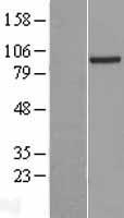 ls011108 prdm4 human over expression lysates nm 012406 wb testing 1