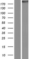 CIT Human Over-expression Lysates NM_007174