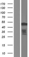 ls011116 fgfr1 oncogene partner fgfr1op human over expression lysates nm 007045 wb testing 1
