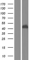 BTN3A1 Human Over-expression Lysates NM_001145009