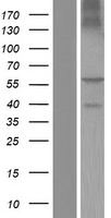 BTN2A1 Human Over-expression Lysates NM_001197233