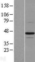 BTN2A1 Human Over-expression Lysates NM_078476